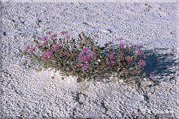 Sand verbena